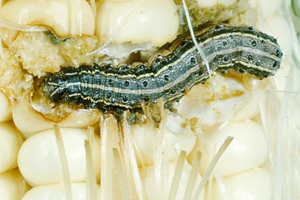 featured species